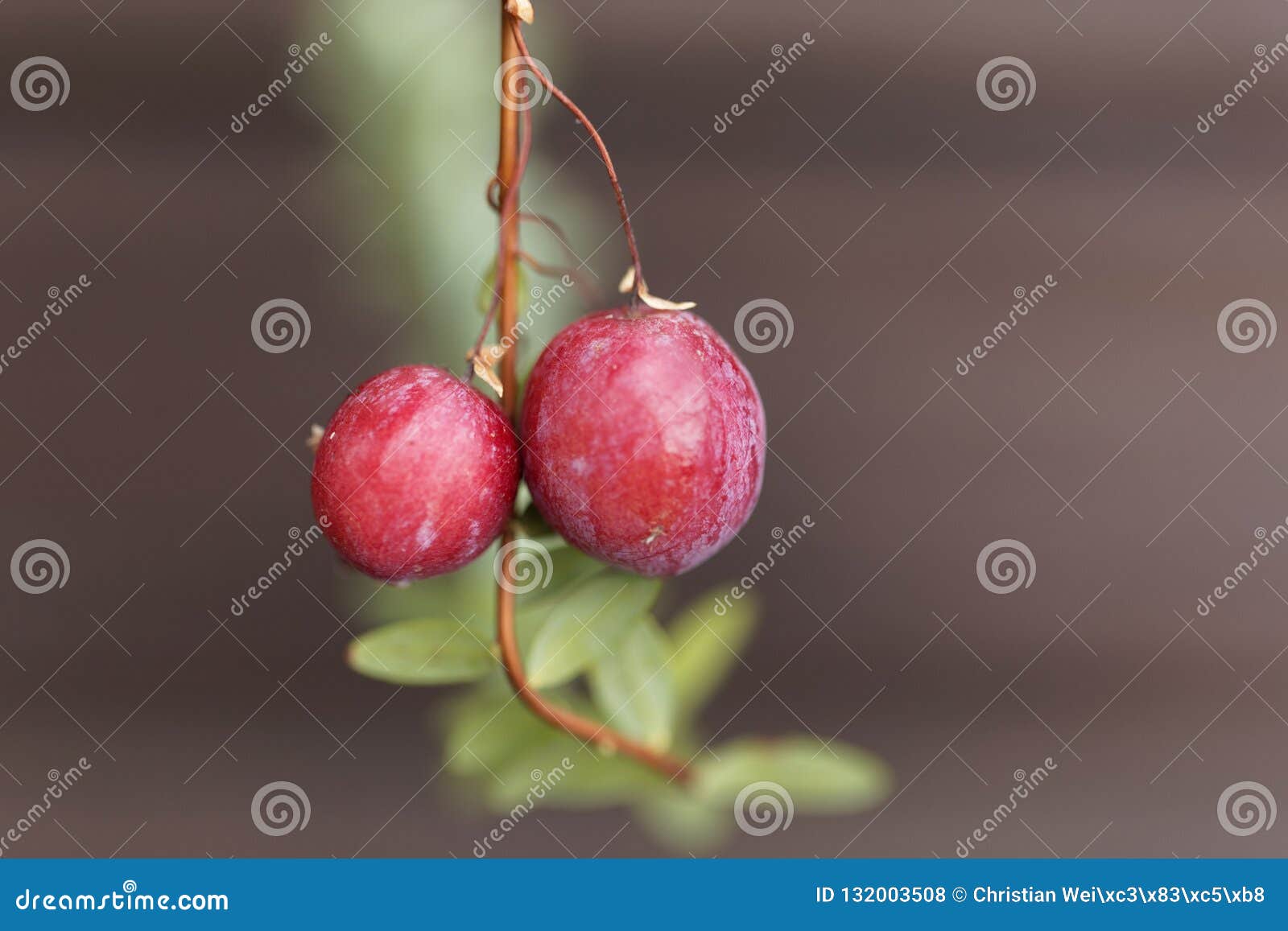 Two Cranberries on a Branch Stock Photo Image of healthy, macro