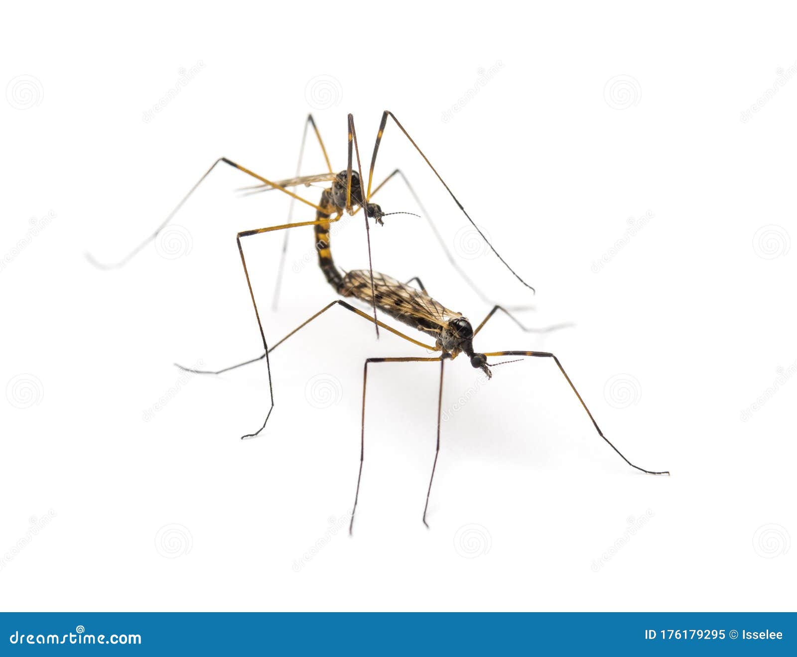 Daddy (and Mummy) Longlegs - crane fly