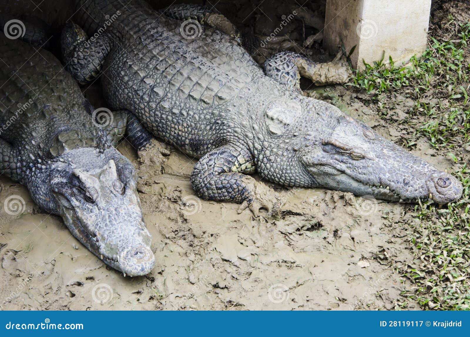 Two Crocodile stock image. Image of animal, mammal, animals 28119117