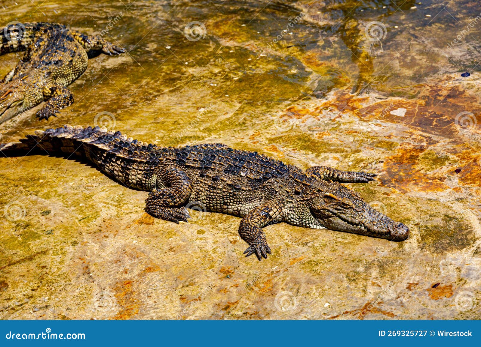 Two Crocodiles Basking in the Sun on a Large Rock Stock Image Image