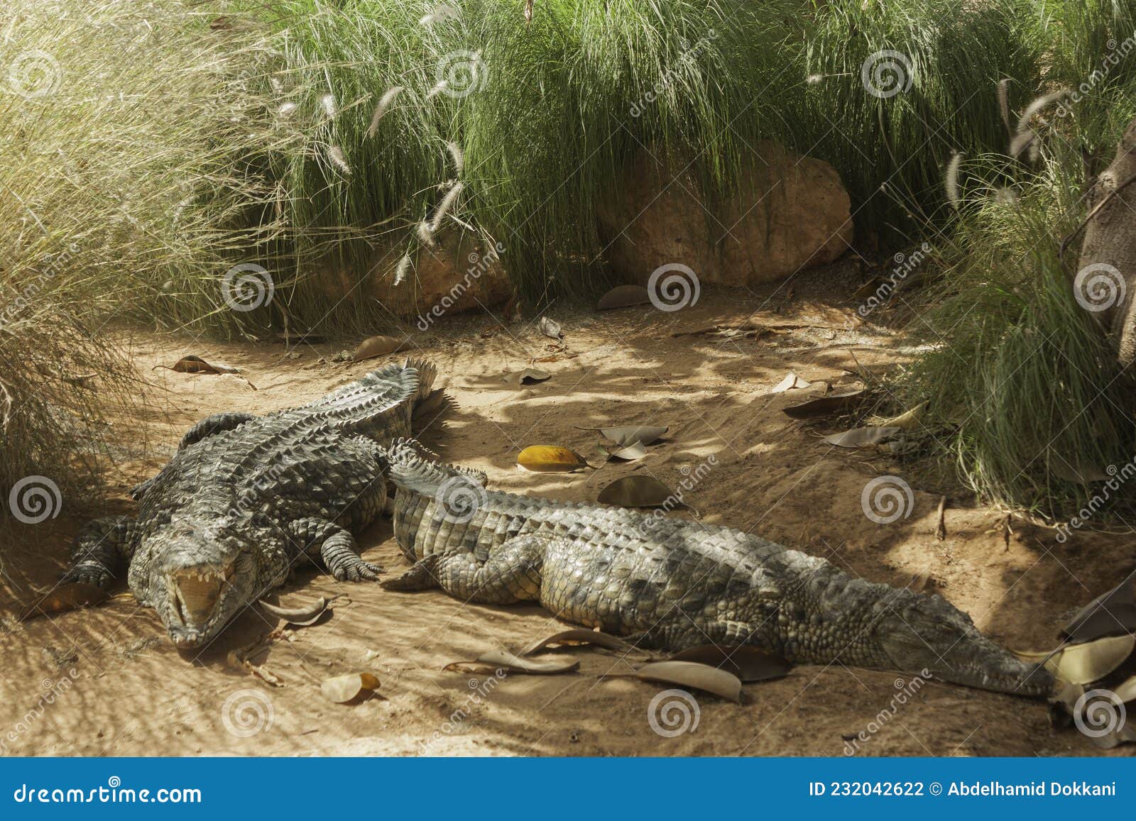 two crocodiles resting in the national park