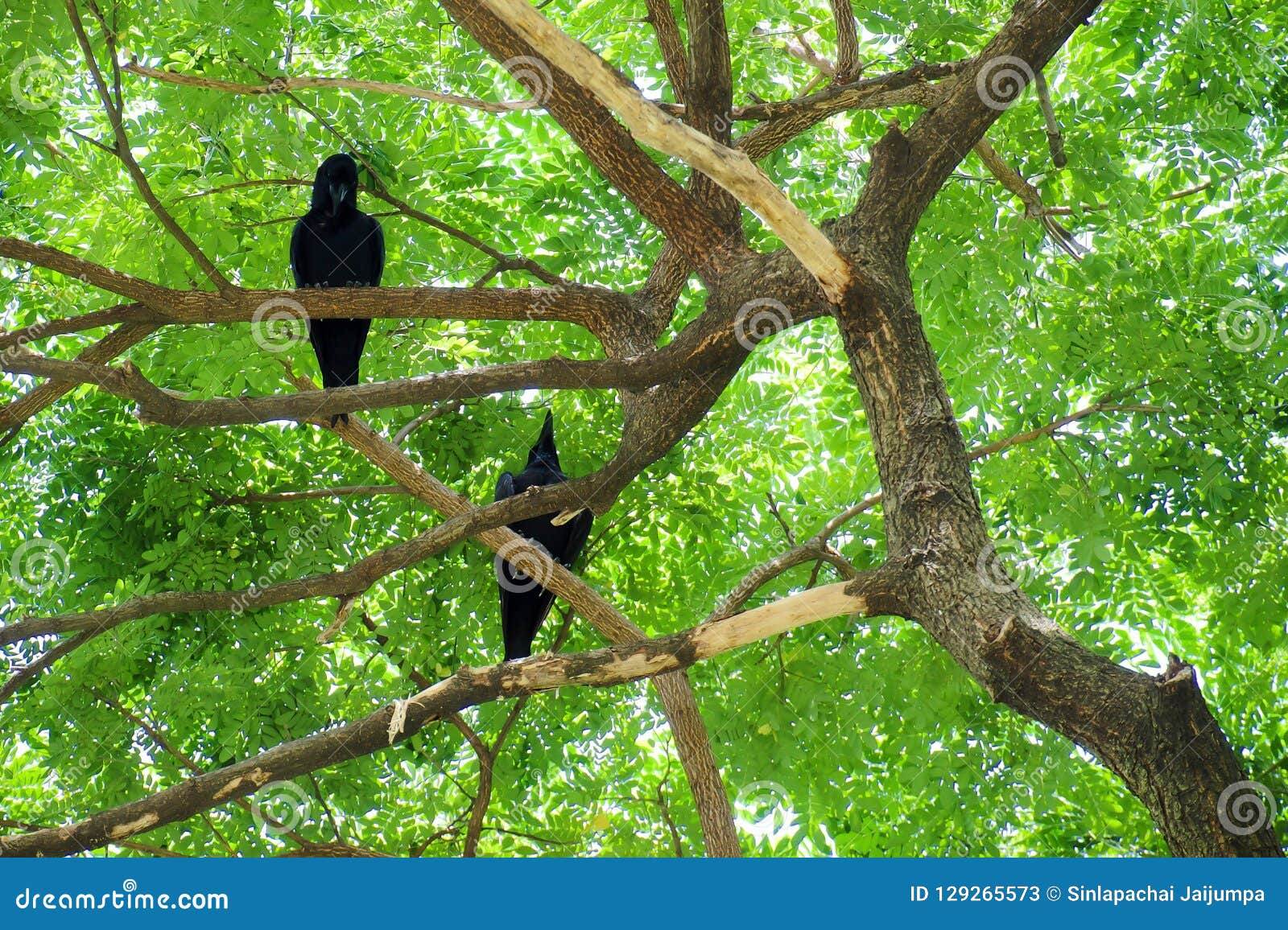 Two Crow Bird Corvus Macrorhynchos Standing on the Branches of the Big