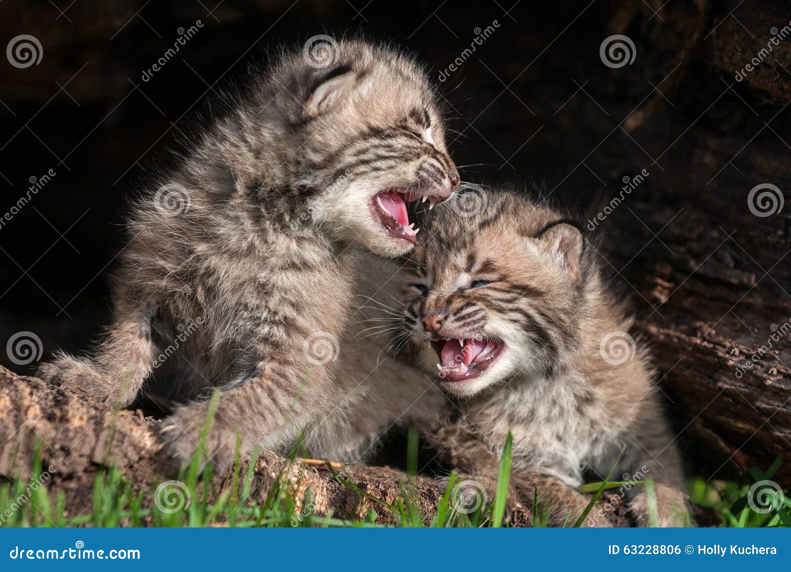 39+ Bobcat kitten cry funny animals, cute animals, crazy cats