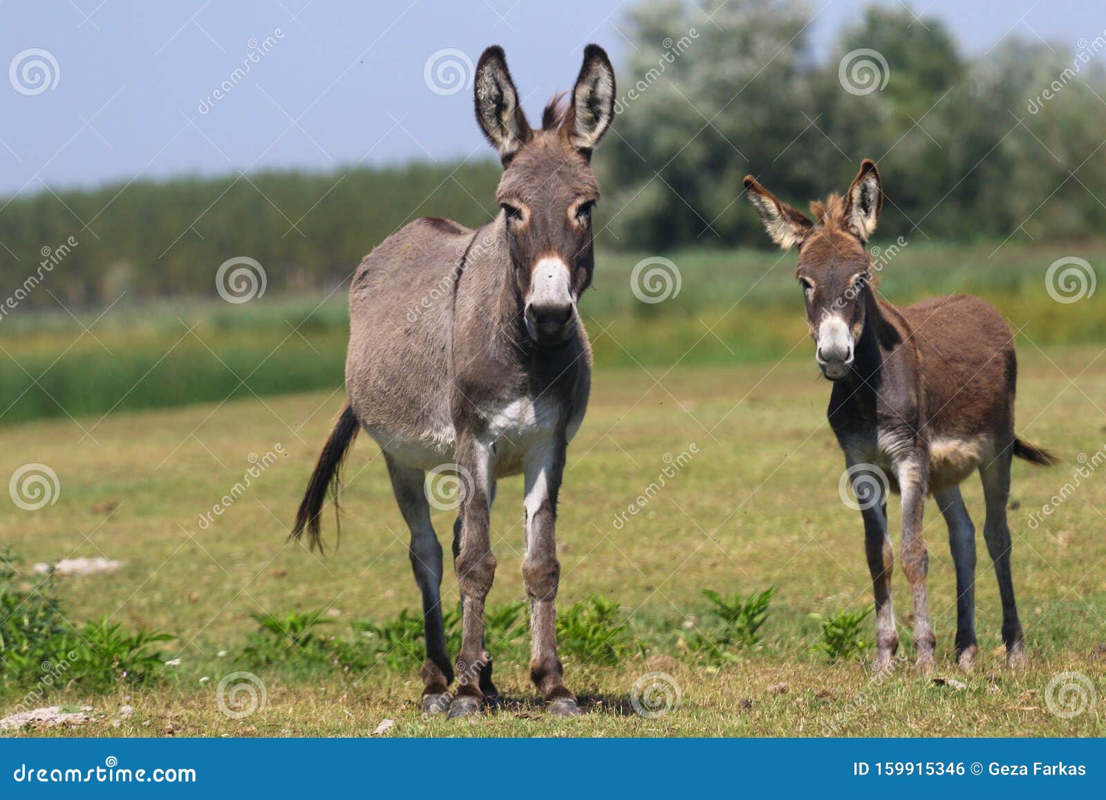 Two Curious Donkeys On The Floral Pasture Stock Photo Image Of