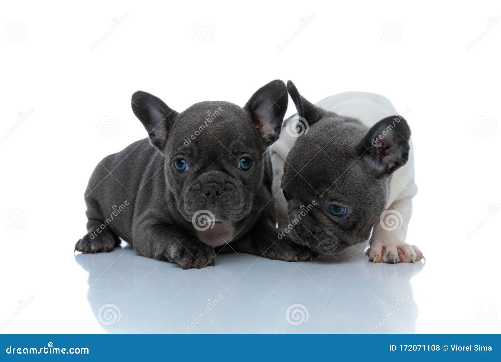 Two Curious French Bulldog Cubs Sniffing and Investigating Stock Photo ...