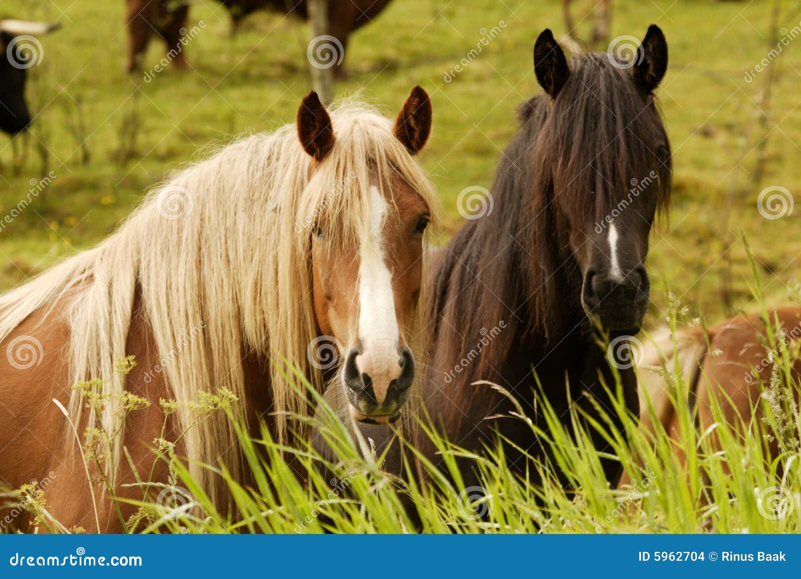 two curious horses