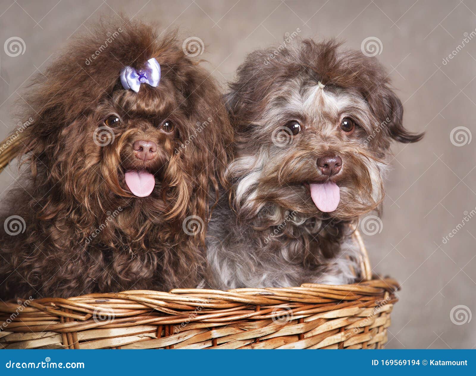 Two Curly Funny Super Cute Dogs of Gray and Brown Color in a Basket Stock  Photo - Image of four, nature: 169569194