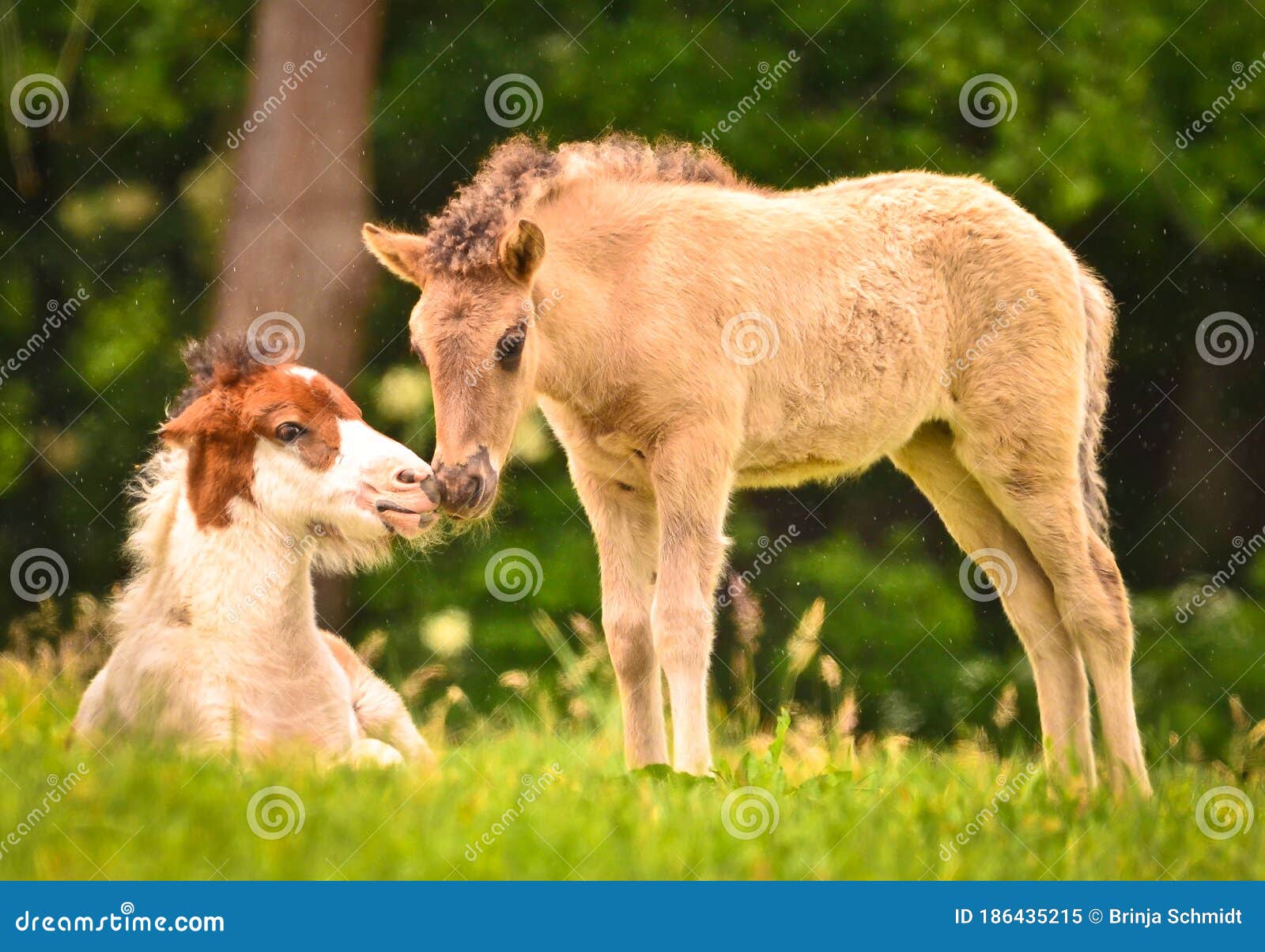 Icelandic Ponies with Foals