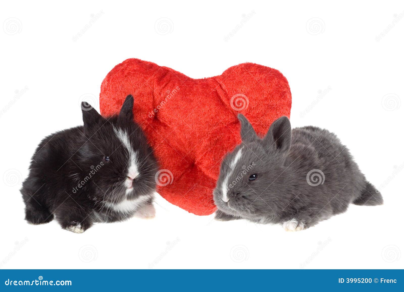 Two Cute Baby Rabbits with Red Hearts Stock Photo Image of love