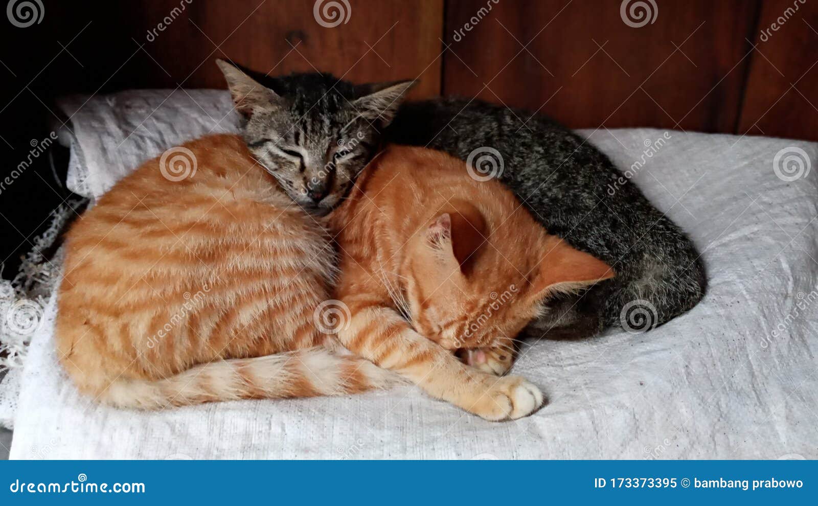 Two Cute Black Orange Javanese Cats Were Sleeping Cuddling Against the ...