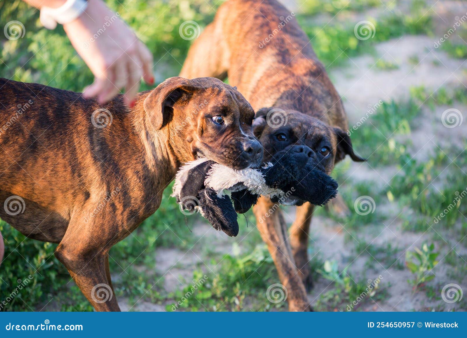 Cute Boxer Dogs Playing with a Ripped Ball in a Park Stock Image
