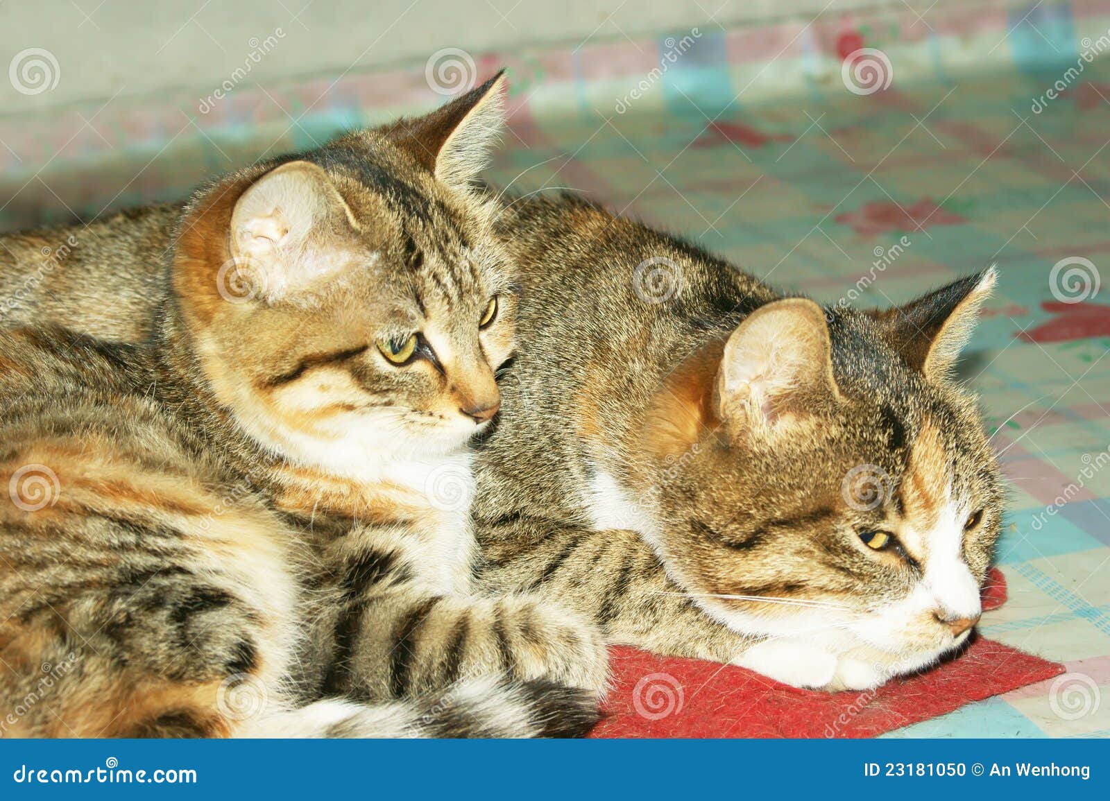 Two cute cat stock photo. Image of laying, orange, snuggle - 23181050