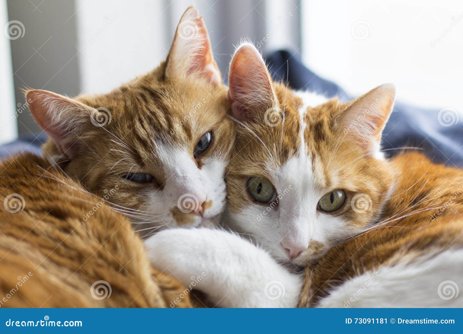 two cute cats cuddling