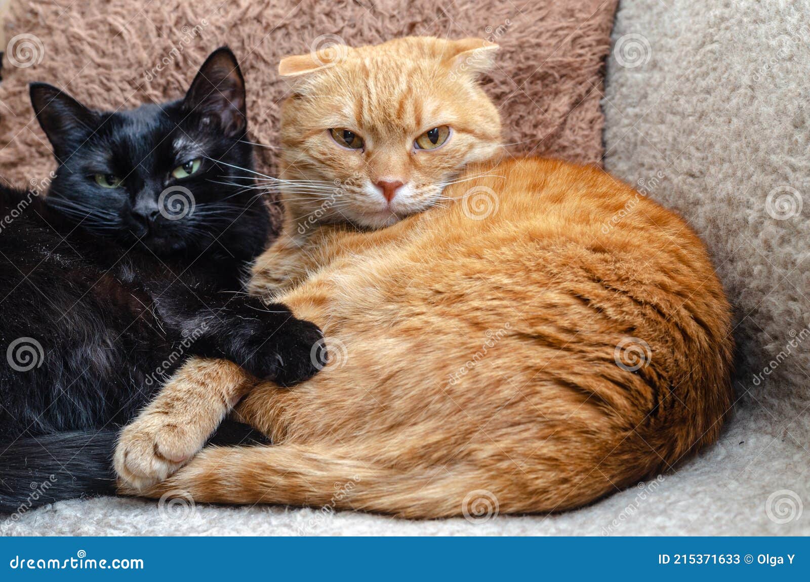 Two Cute Cats Lying and Hugging at Home Stock Image - Image of fluffy ...