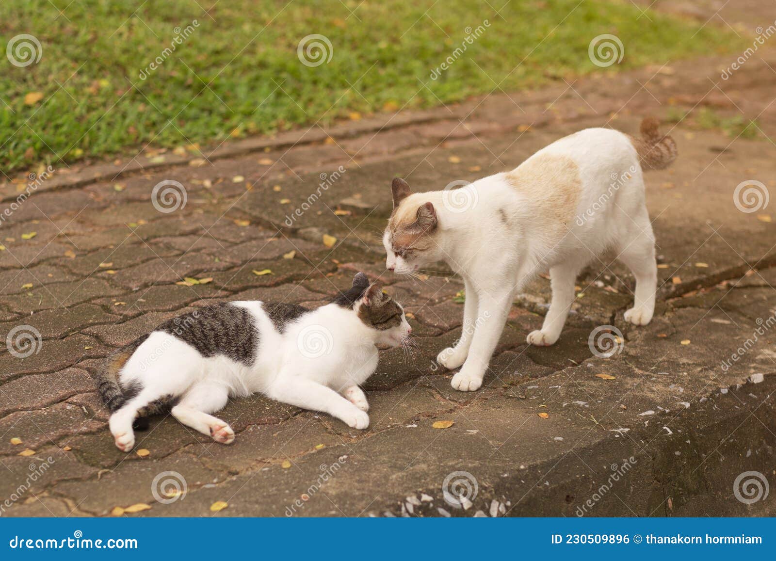 Two Cute Cats Playing Together in the Garden Stock Photo Image of