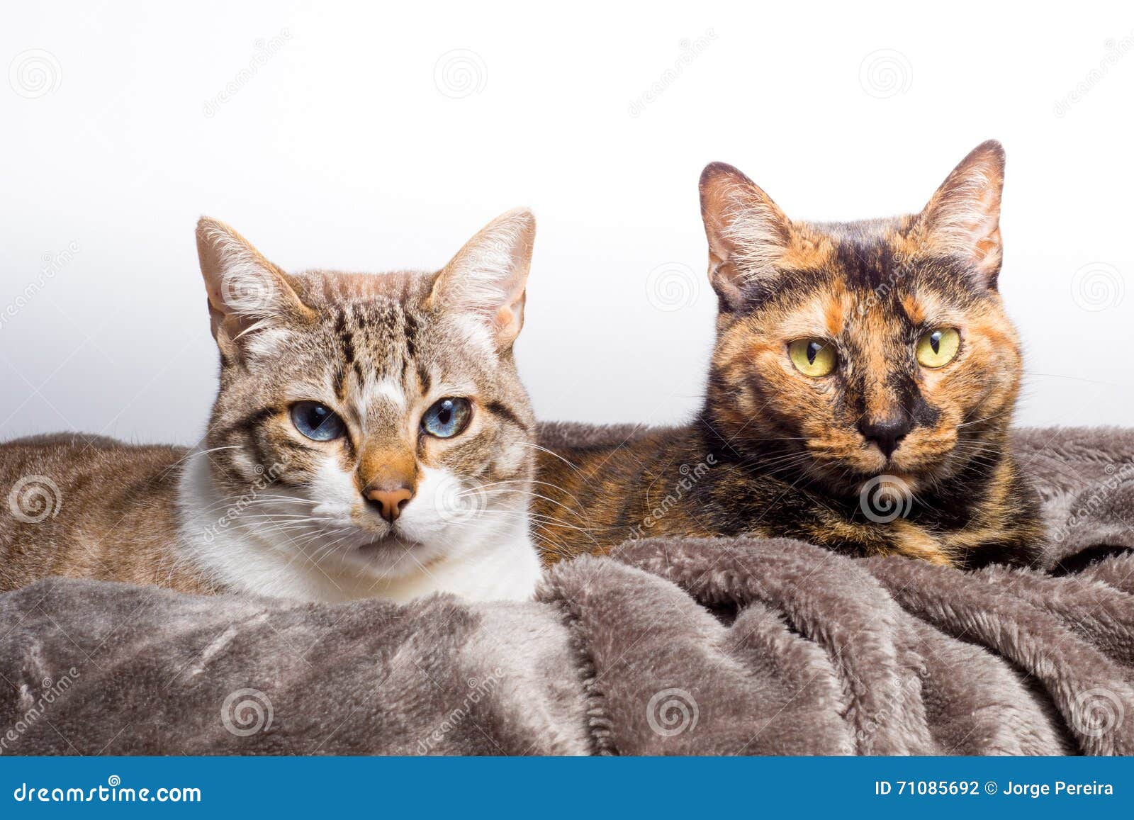 Two cute cats staring stock photo. Image of pair, cats - 71085692