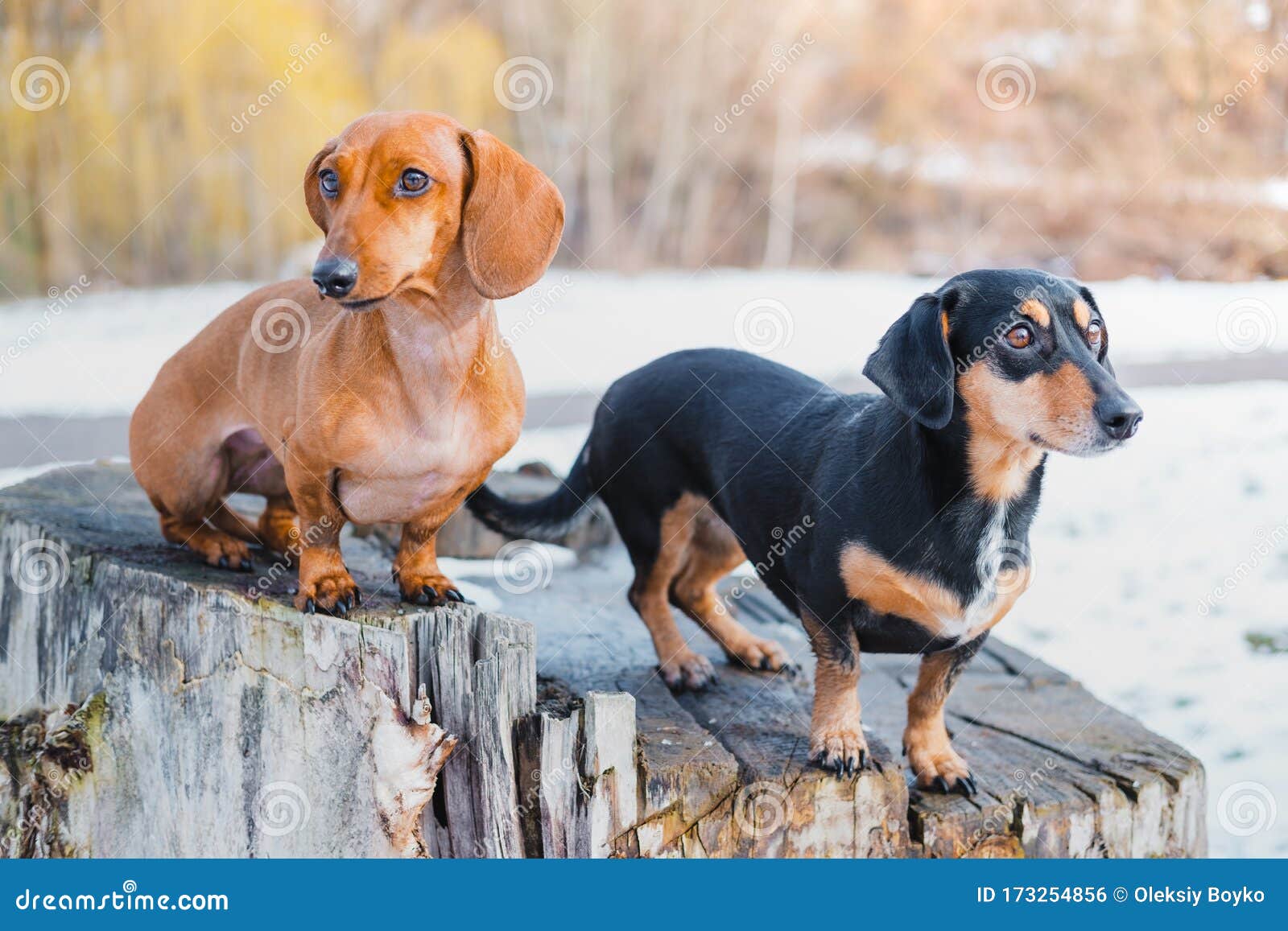 cute weenie dogs