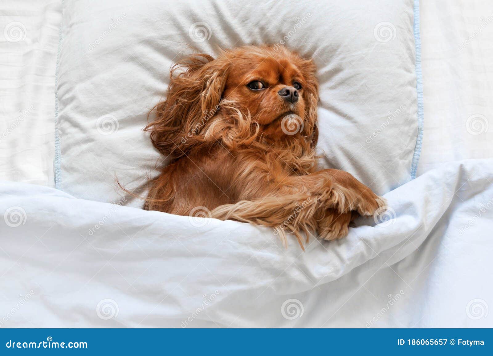 dog sleeps under covers