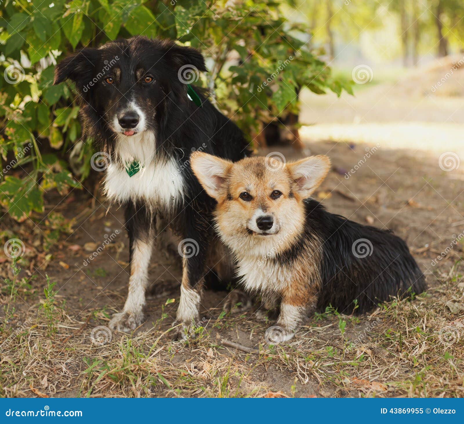 border collie corgi puppies