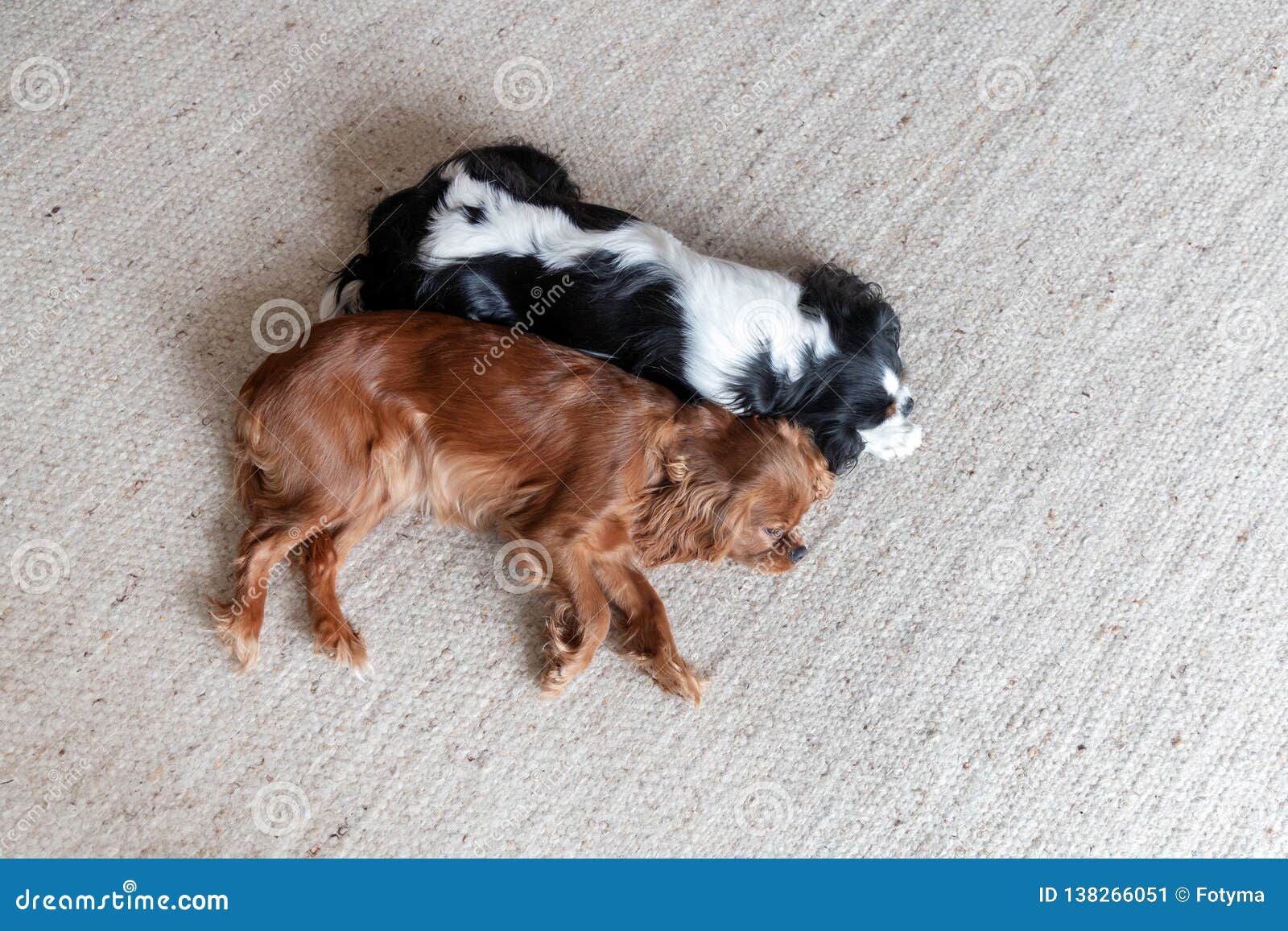 Two Cute Dogs Sleeping Together Stock Image Image of purebred, doggy