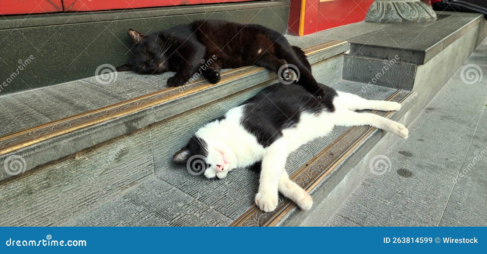 Two Cute Fluffy Cat Sleeping on the Stairs Outside Stock Image Image