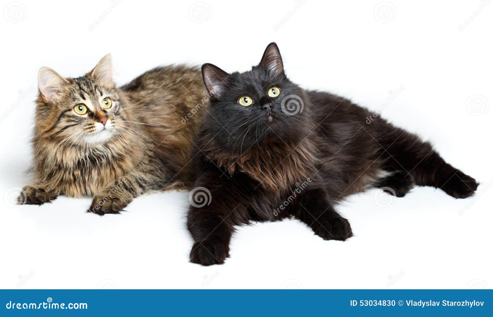 Two Cute Fluffy Cats Isolated On White Stock Photo - Image of kitty ...