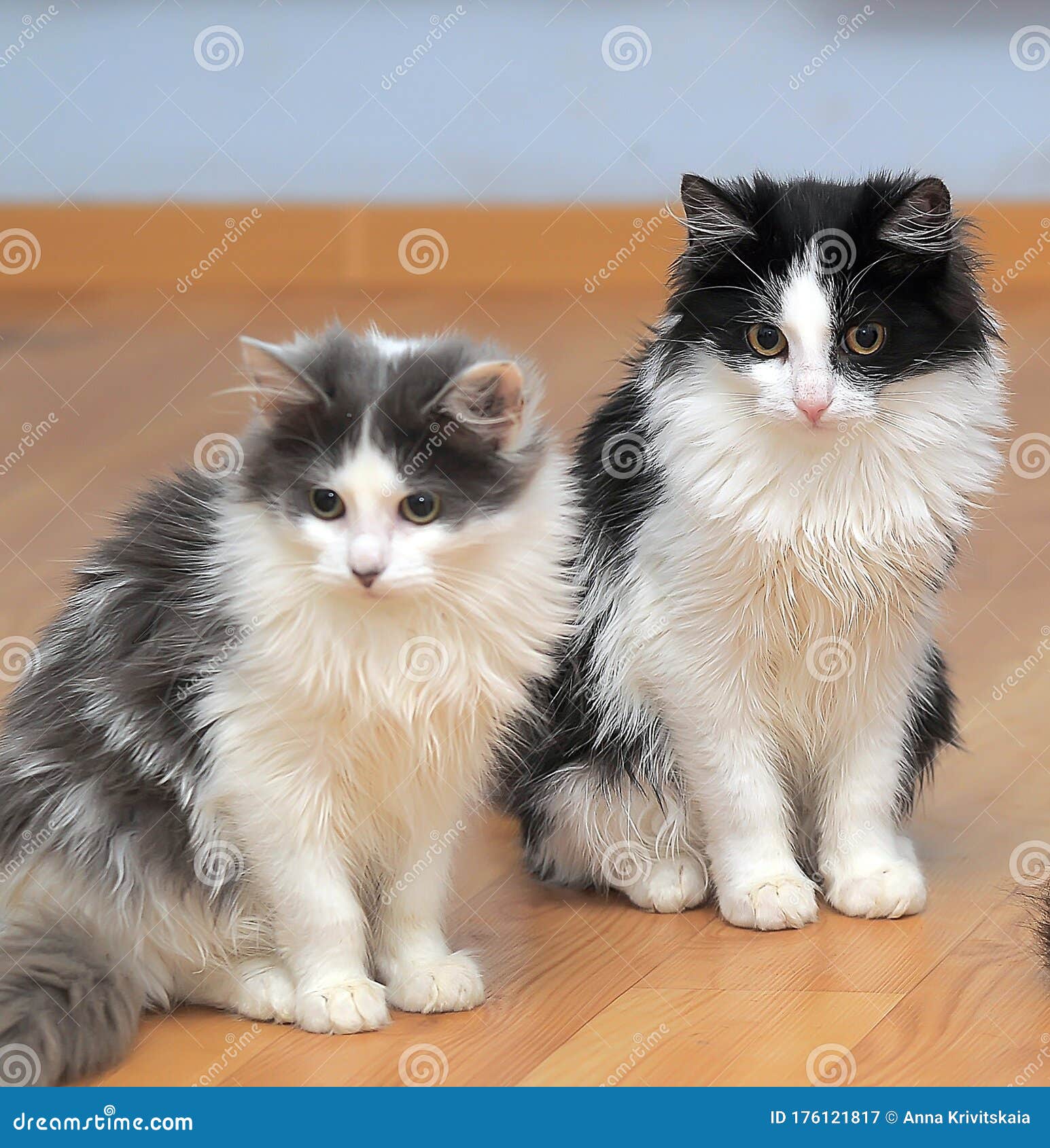 Two cute fluffy young cats stock image. Image of fluffy - 176121817