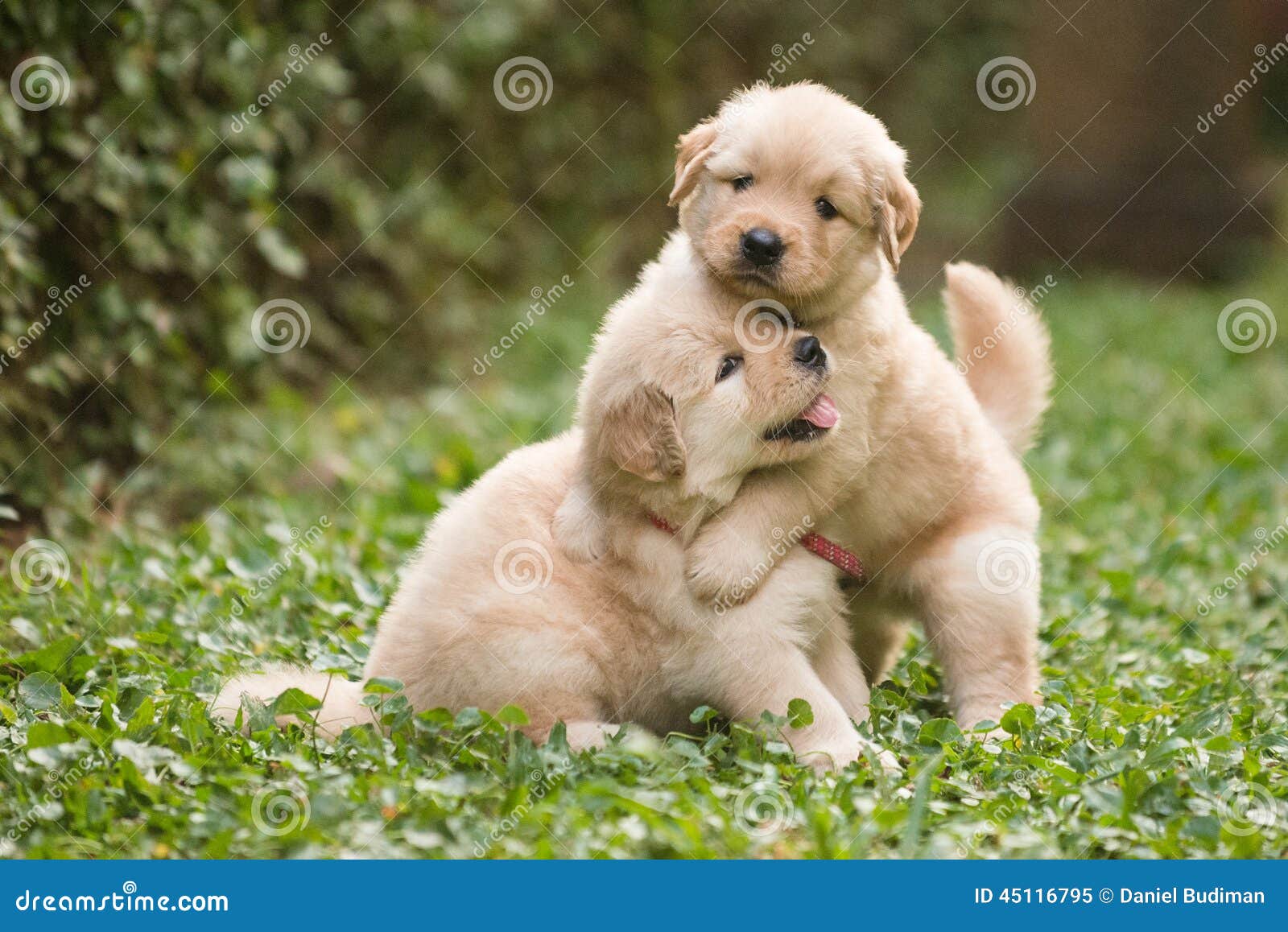 two cute golden retriever puppies playing