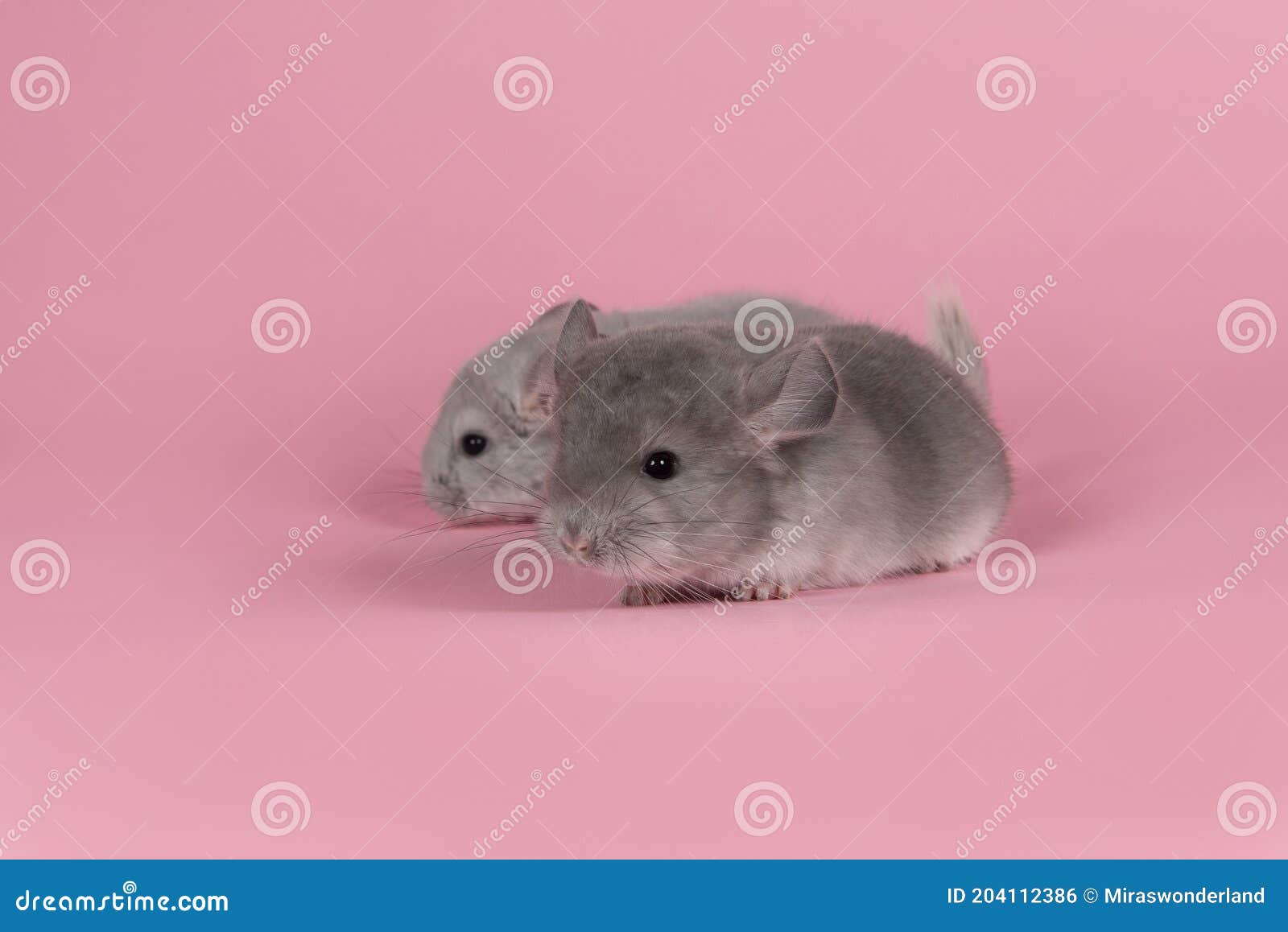 two cute baby chinchillas seen from the side on a pink background