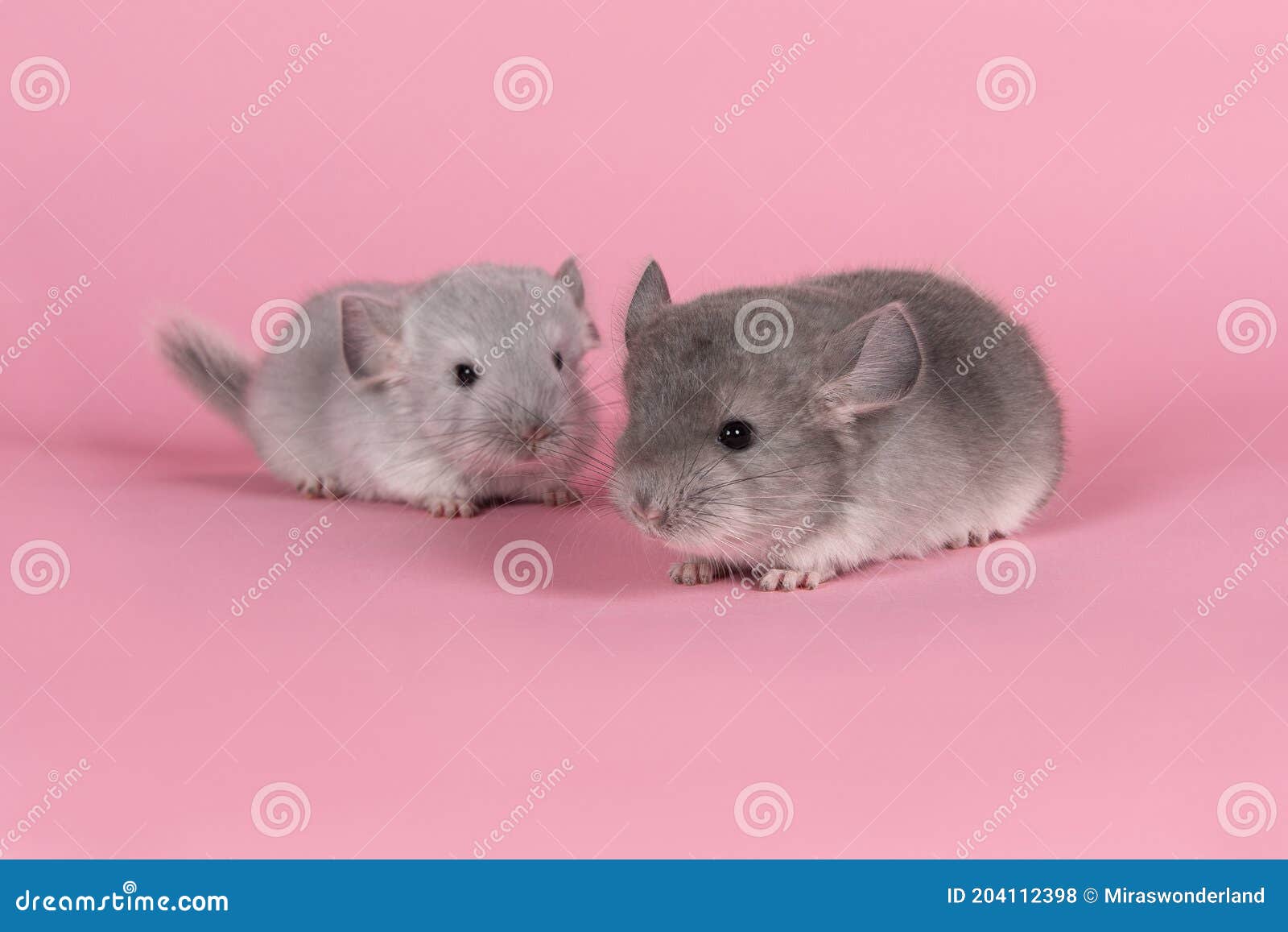 two gray  baby chinchillas seen from the side on a pink background