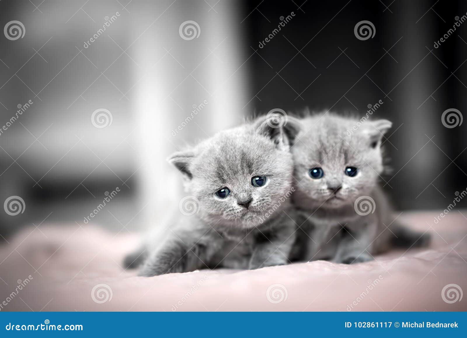 two cute kittens cuddle each other. british shorthair