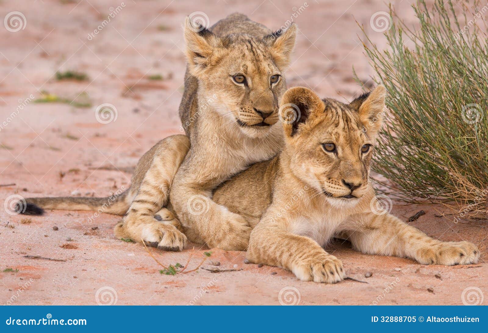Two Cute Lion Cubs Playing on Sand in the Kalahari Stock Image ...