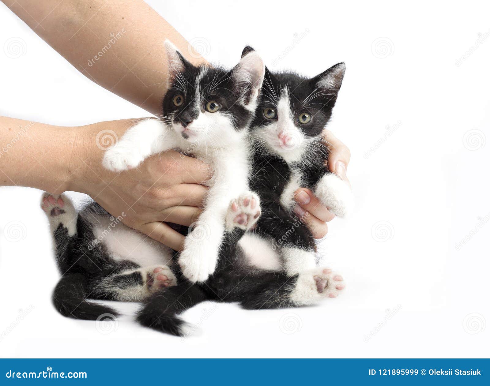 Beautiful little cats 2025