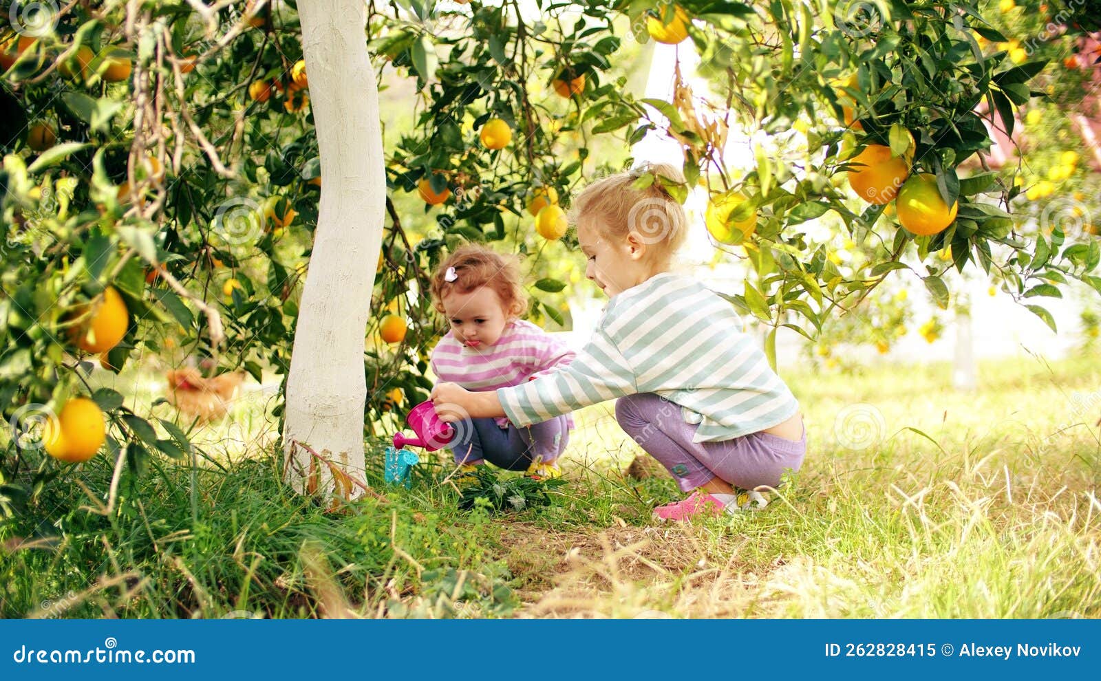 Two Cute Little Girls Watering an Orange Tree with Small Watering Cans ...