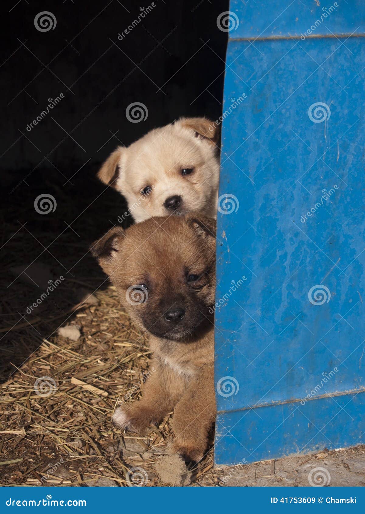 Two Cute Little Puppies Looking Out from a Barn Stock Image Image of