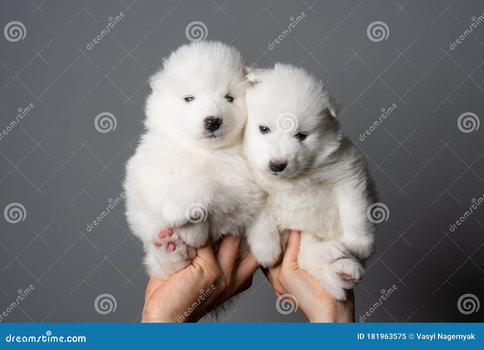 Chào mừng đến với thế giới các chú chó Samoyed cưng của chúng tôi! Hãy nhìn vào hình ảnh này để được chứng kiến sự đáng yêu và đầy năng lượng của các chú chó nhỏ. Khăm phá các chú chó Samoyed con của chúng tôi, được sự yêu thương và chăm sóc hoàn hảo từ chúng tôi.