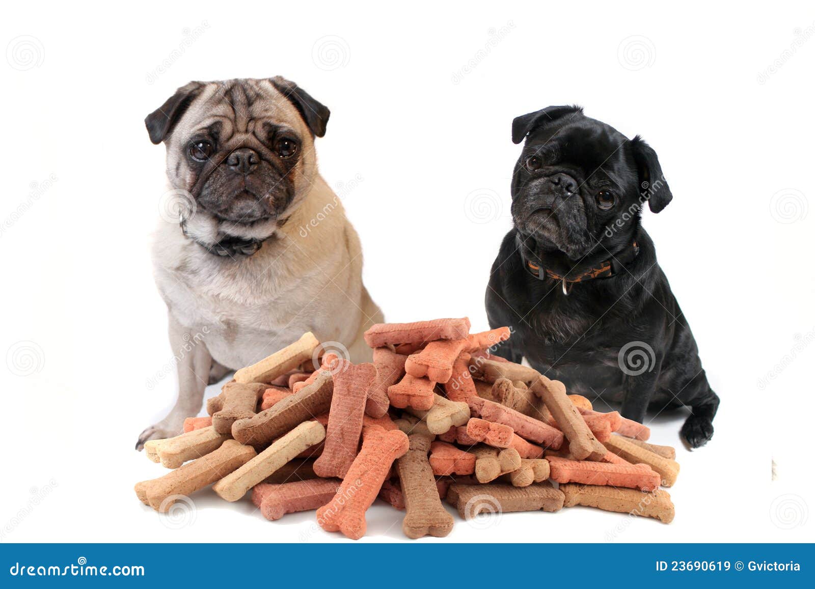 Two Cute Pugs Behind Dog Treats Stock Image Image of white, bred