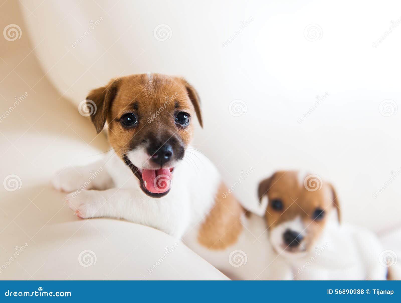 Two Cute Puppies Playing on a Sofa Stock Photo Image of people