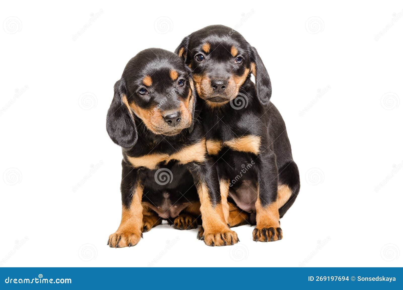 two cute puppies slovakian hund sit cuddled up to each other