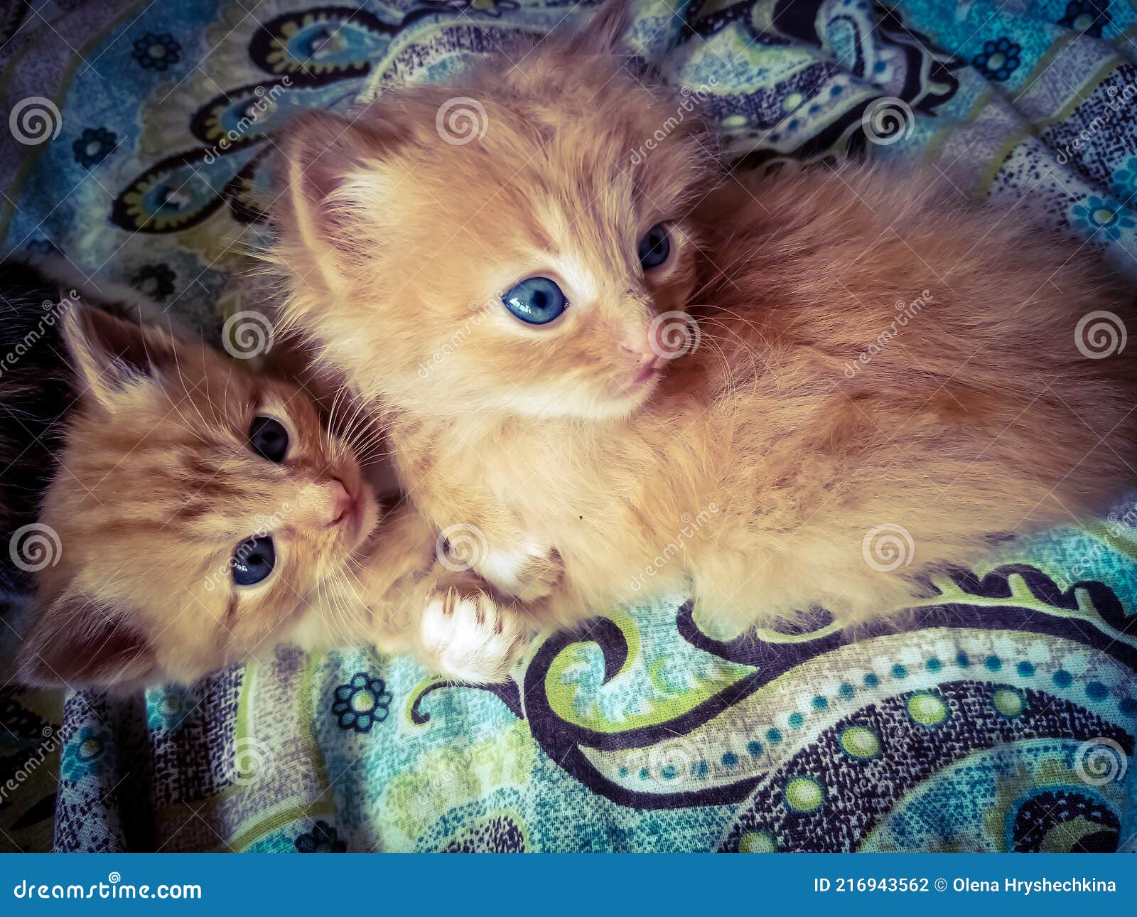 Two Cute Red-haired Kittens Playing. Stock Photo - Image of nose