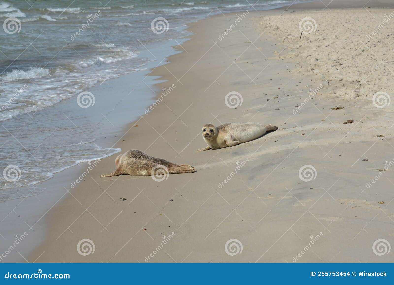 Cute Seals at the Sandy Shore Stock Photo Image of shore, mammal