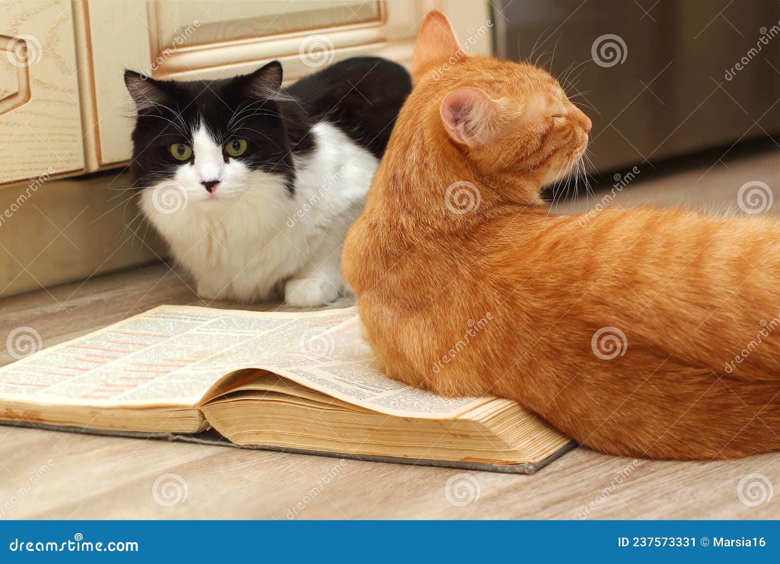 3,918 Cat Reading Stock Photos - Free & Royalty-Free Stock Photos from  Dreamstime