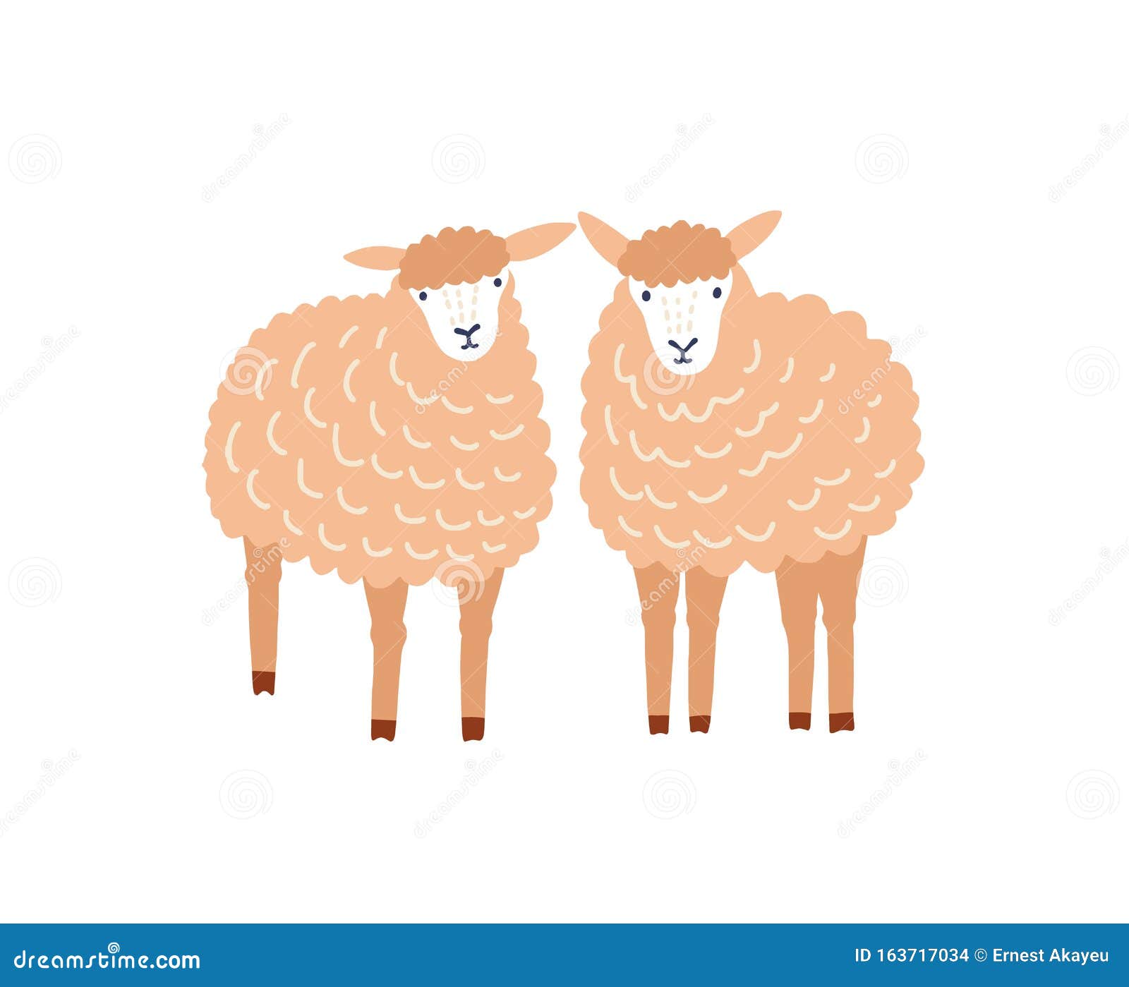 two cute sheep flat  . adorable woolly lambs, fluffy domestic animals  on white background
