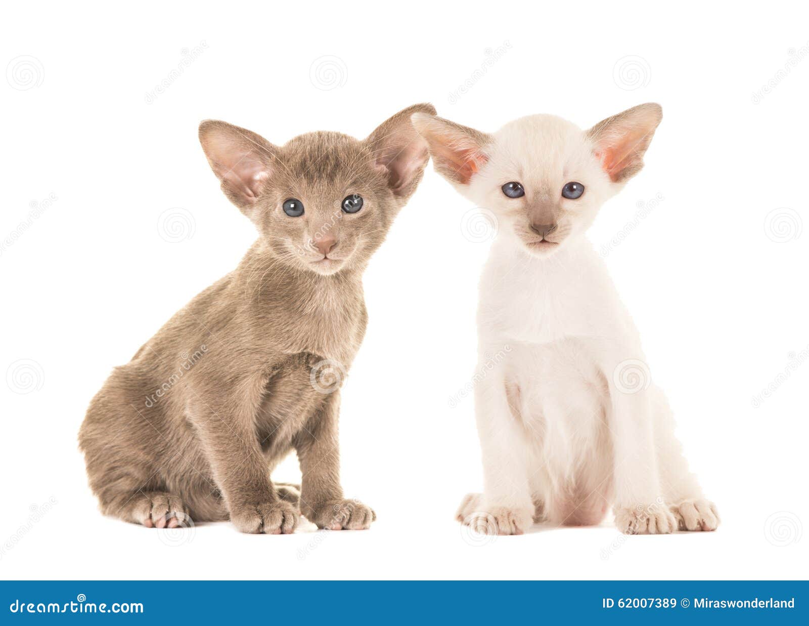 Two Cute Siamese Baby Cats Stock Image Image Of Baby 6073 Two Cute Siamese Baby Cats Stock Image Image Of Baby 6073