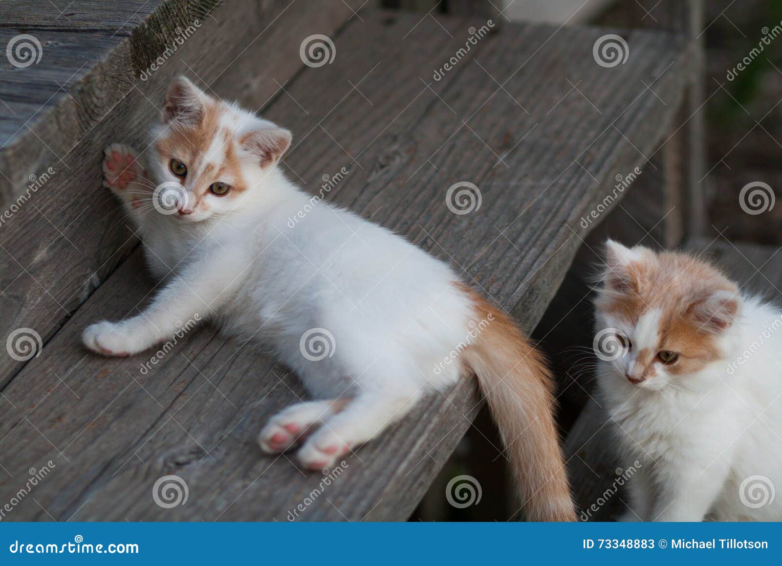 Two Cute White & Orange Kittens Stock Image Image of small, sitting