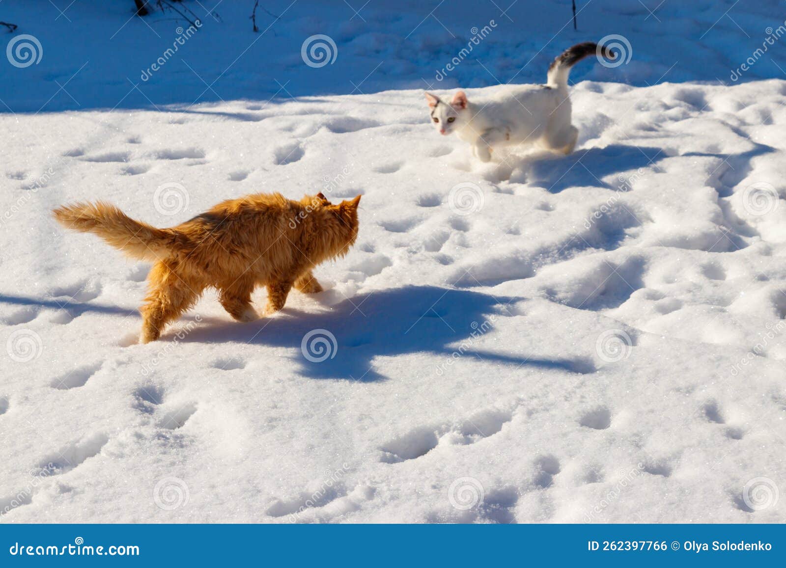Two Cute Young Cats Playing in White Snow Stock Photo Image of play