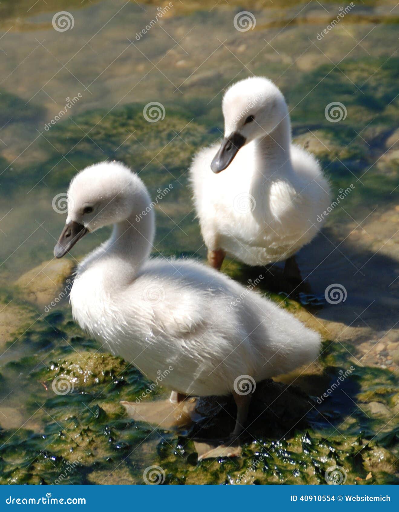 Two on the Riverside Stock Photo Image of bird, swan 40910554