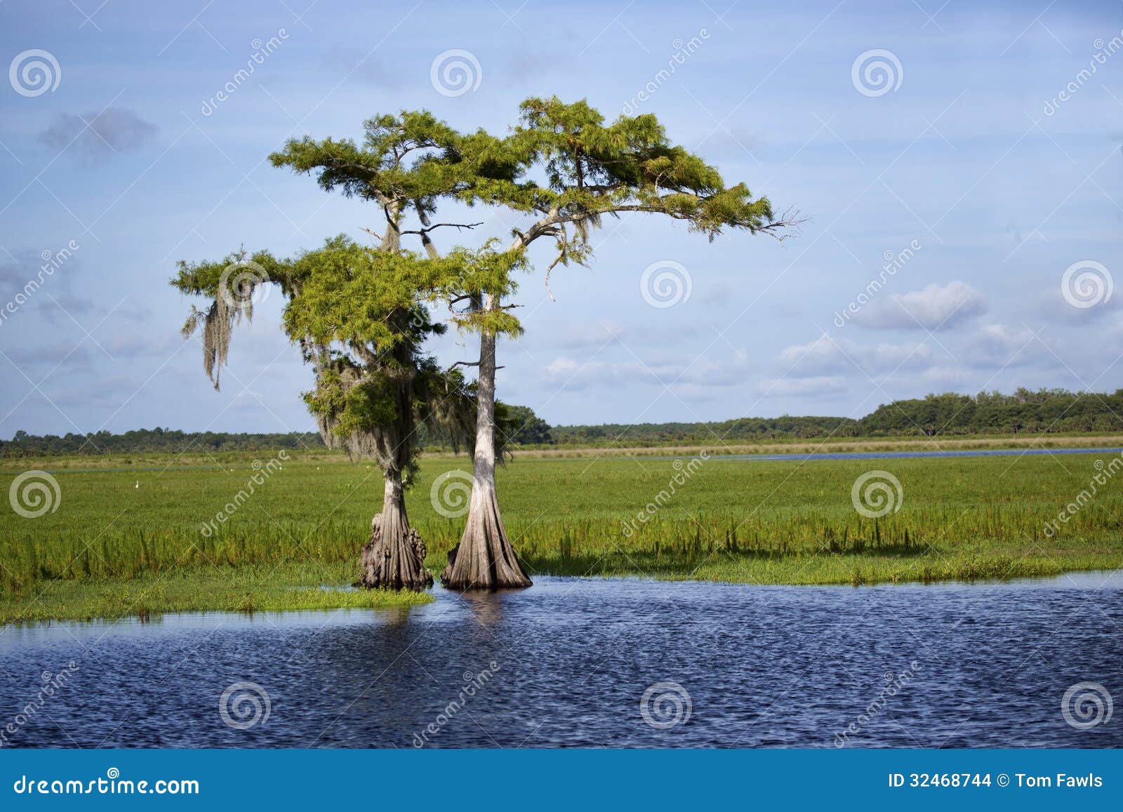 two cypress on the saint johns river