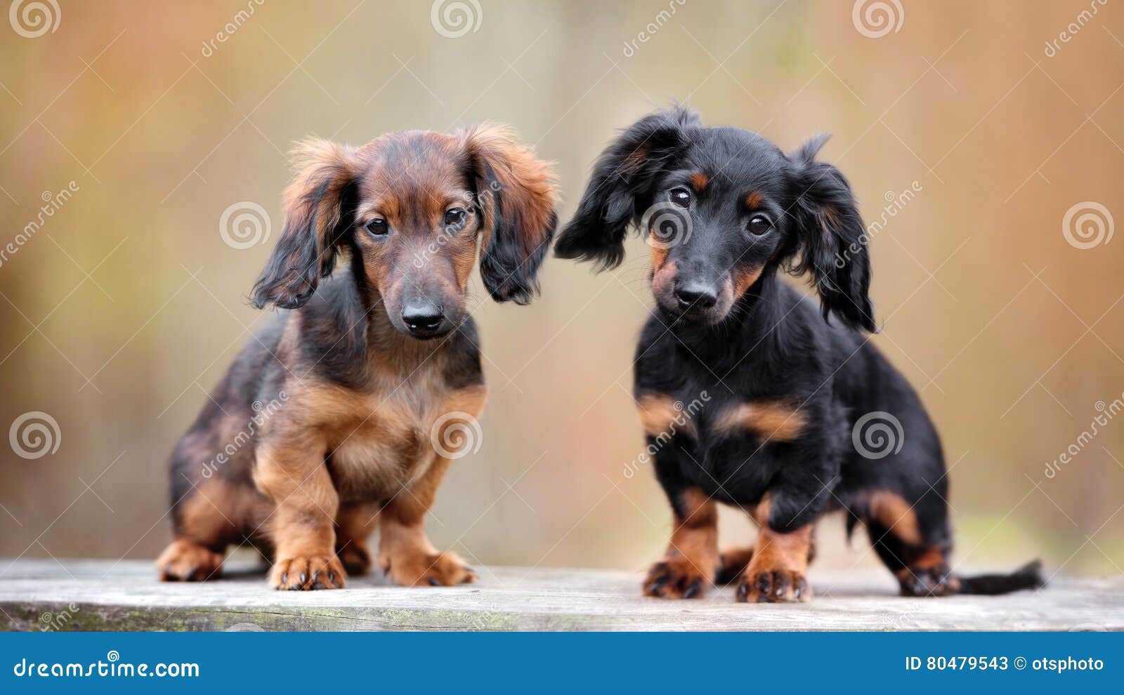 Two Dachshund Puppies Sitting Outdoors Stock Image - Image of friend,  animal: 80479543