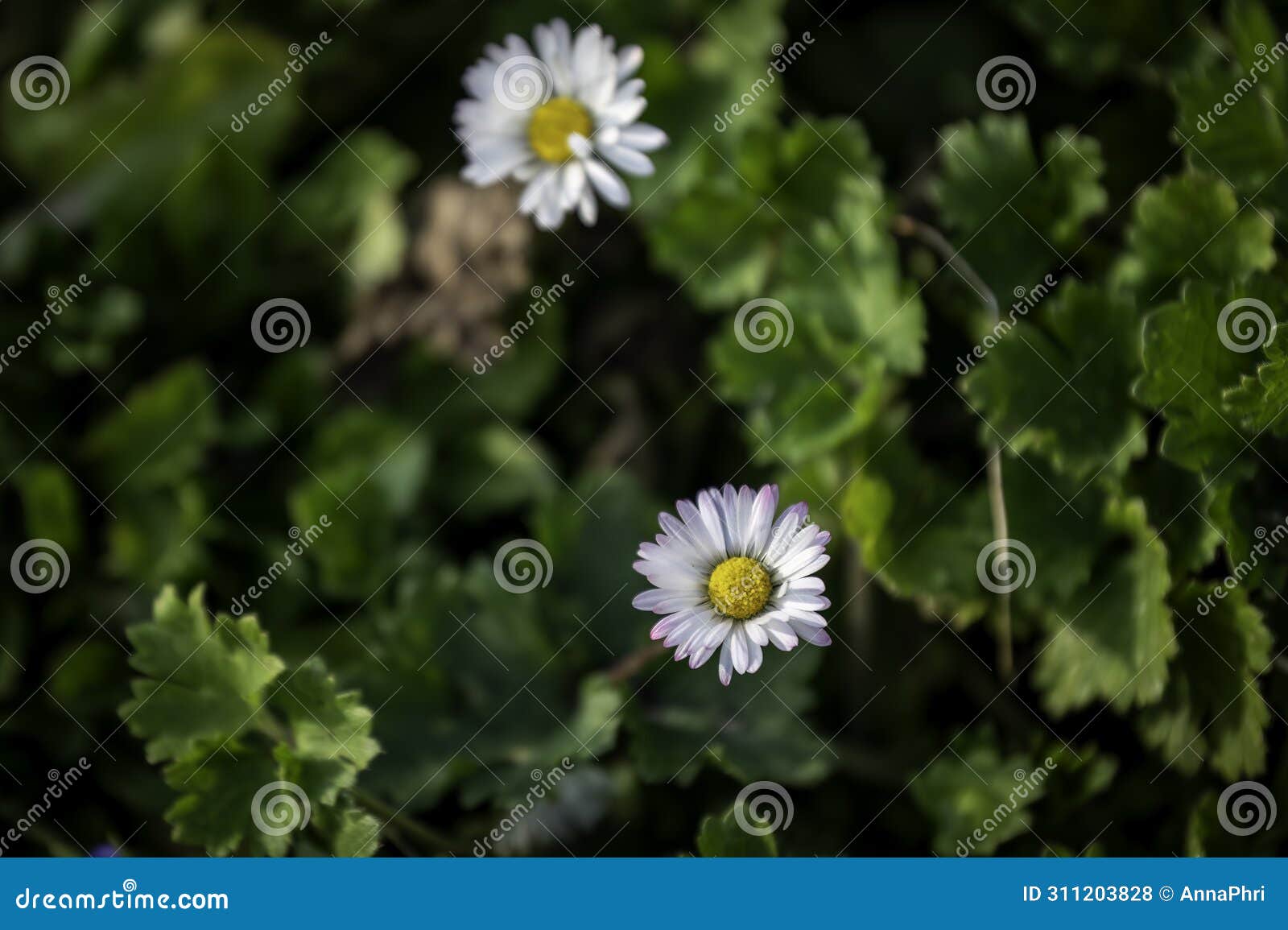 two daisies, spring mood, happyness
